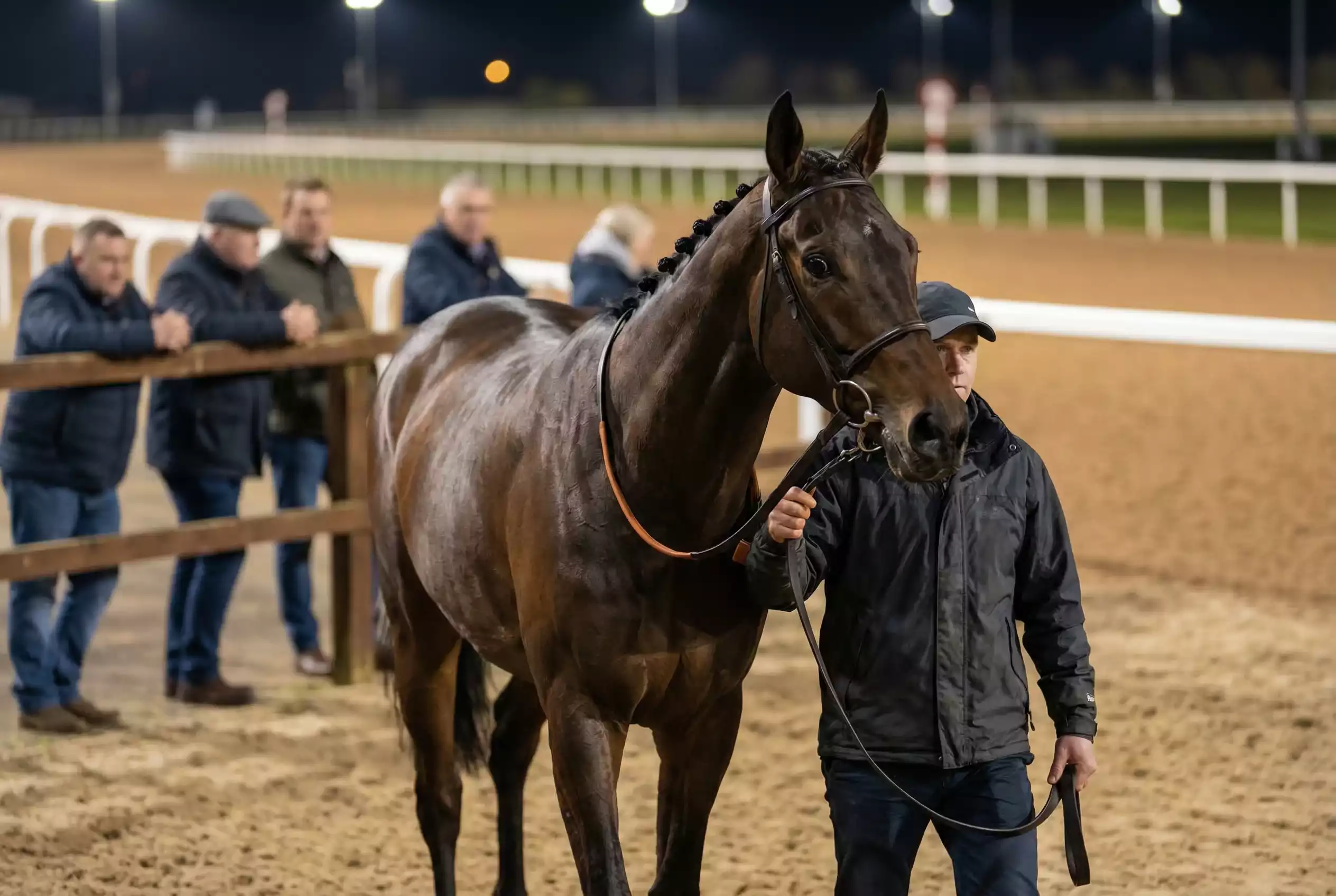 Young horse making its debut run at Wolverhampton racecourse on the Tapeta surface