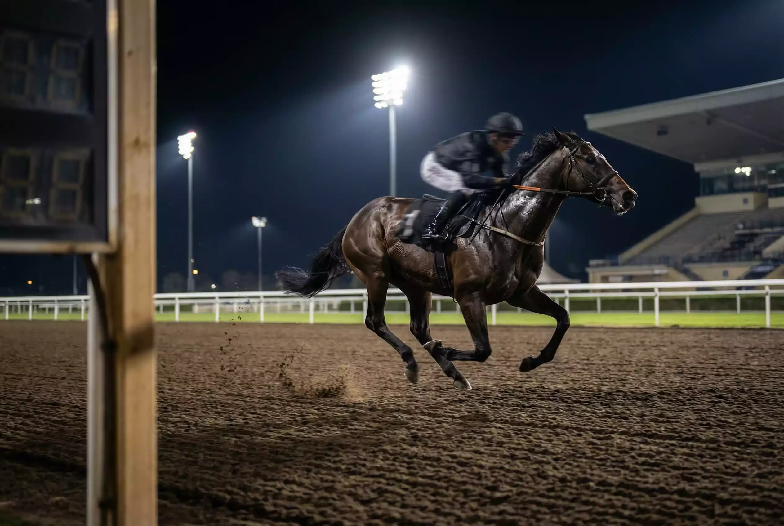 Horse in full gallop on the Tapeta surface at Wolverhampton racecourse